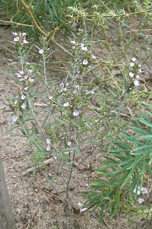 Satureja hortensis / Summer Savory, D Sandhausen 7.9.2009