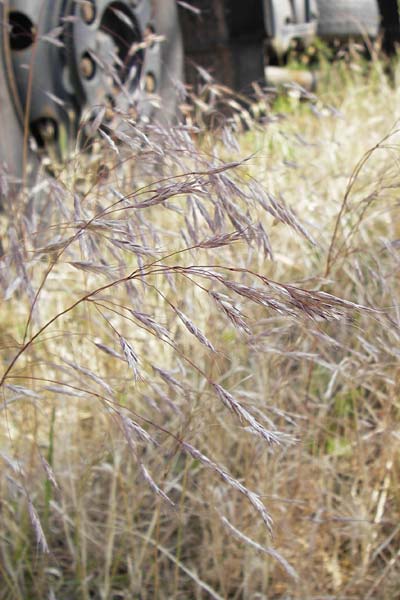 Bromus arvensis subsp. parviflorus \ Kleinbltige Acker-Trespe / Small-Flowered Field Brome, D Mannheim 23.7.2013