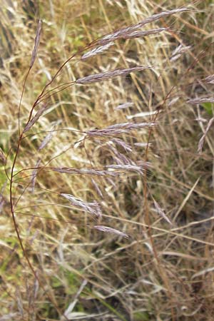 Bromus arvensis subsp. parviflorus \ Kleinbltige Acker-Trespe / Small-Flowered Field Brome, D Mannheim 23.7.2013