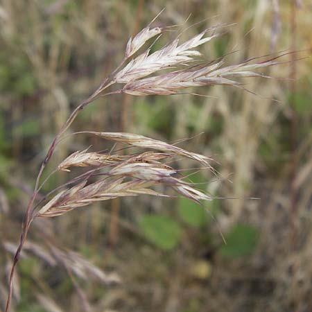 Bromus arvensis subsp. parviflorus \ Kleinbltige Acker-Trespe / Small-Flowered Field Brome, D Mannheim 23.7.2013