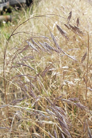 Bromus arvensis subsp. parviflorus \ Kleinbltige Acker-Trespe / Small-Flowered Field Brome, D Mannheim 23.7.2013