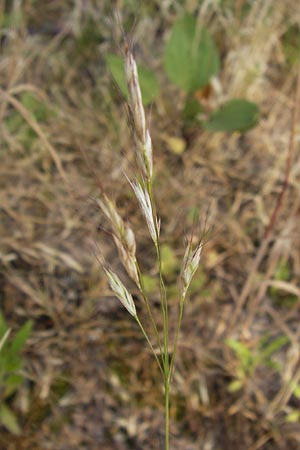 Bromus arvensis subsp. parviflorus \ Kleinbltige Acker-Trespe / Small-Flowered Field Brome, D Mannheim 23.7.2013