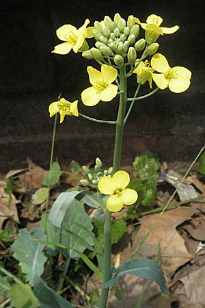 Brassica napus \ Raps / Oilseed Rape, Rapeseed, D Mannheim 15.6.2006