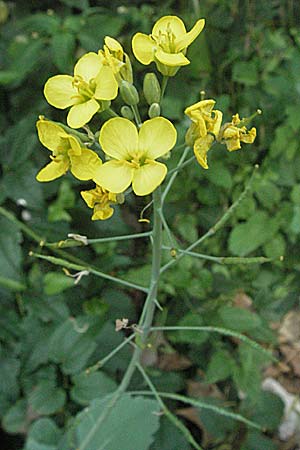 Brassica napus \ Raps / Oilseed Rape, Rapeseed, D Mannheim 15.6.2006