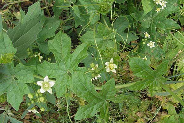 Bryonia dioica \ Rotfrchtige Zaunrbe / Red-Berried Bryony, D Neuleiningen 16.6.2006