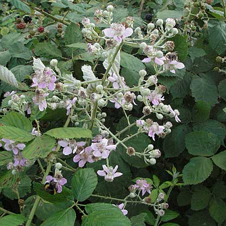 Rubus armeniacus \ Garten-Brombeere, Armenische Brombeere, D Mannheim 25.7.2006