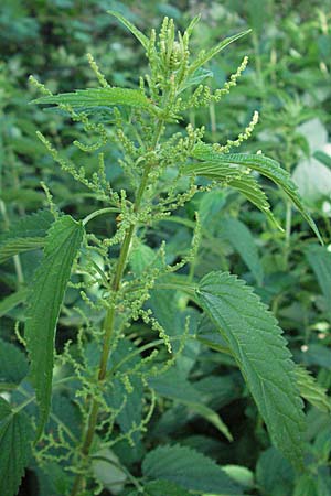 Urtica dioica subsp. galeopsifolia / Fen Nettle, D Würzburg 16.6.2007