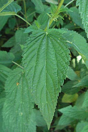 Urtica dioica subsp. galeopsifolia \ Hohlzahn-Brenn-Nessel / Fen Nettle, D Würzburg 16.6.2007