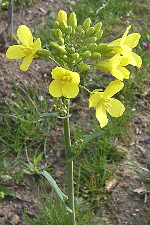 Brassica rapa \ Stoppelrbe, Rbsen / Field Mustard, D Weinheim an der Bergstraße 15.4.2008