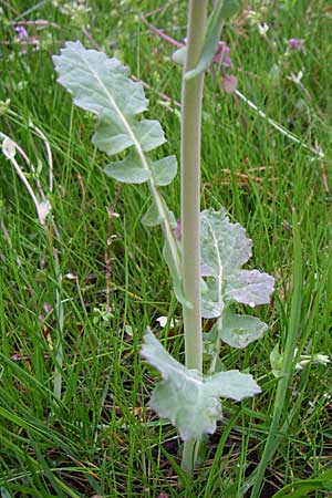 Brassica rapa \ Stoppelrbe, Rbsen / Field Mustard, D Karlsruhe 19.4.2008