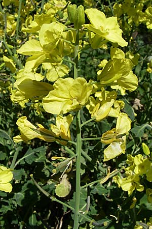 Brassica oleracea var. viridis ? \ Blatt-Kohl / Collards, Cow Cabbage, D Weinheim an der Bergstraße 8.5.2008