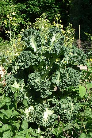 Brassica oleracea var. viridis ? \ Blatt-Kohl / Collards, Cow Cabbage, D Weinheim an der Bergstraße 8.5.2008