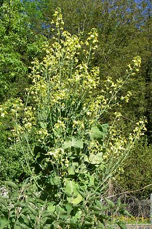 Brassica oleracea var. viridis ? \ Blatt-Kohl / Collards, Cow Cabbage, D Weinheim an der Bergstraße 8.5.2008