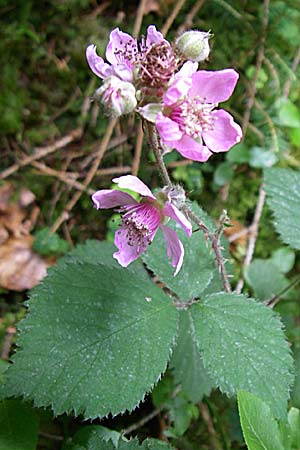 Rubus vestitus ? \ Samt-Brombeere / Velvet Bramble, D Ramsen Eiswoog 20.7.2008