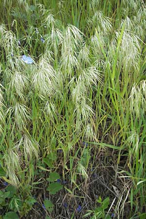 Bromus tectorum \ Dach-Trespe / Drooping Brome, D Mannheim 2.5.2009