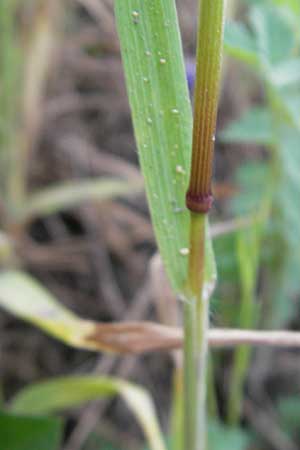 Bromus tectorum \ Dach-Trespe / Drooping Brome, D Mannheim 2.5.2009