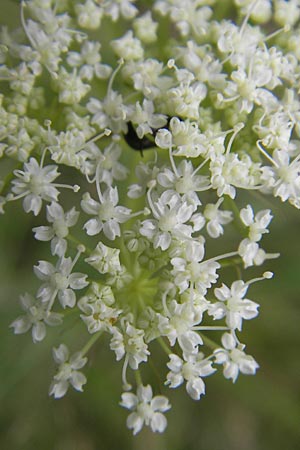 Cnidium dubium \ Sumpf-Brenndolde, D Pfalz, Speyer 22.7.2009