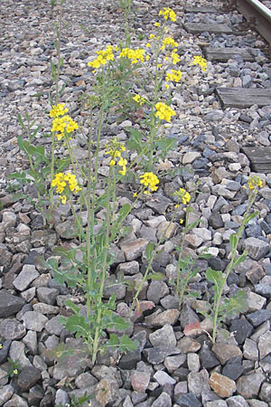 Brassica rapa \ Stoppelrbe, Rbsen / Field Mustard, D Mannheim 22.4.2010