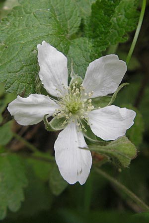 Rubus caesius \ Kratzbeere / Dewberry, D Kraichtal-Oberöwisheim 3.5.2011