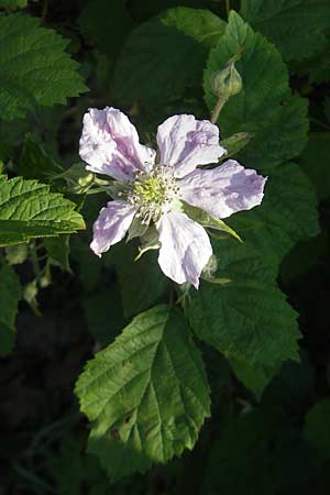 Rubus caesius / Dewberry, D Karlsruhe 7.5.2011