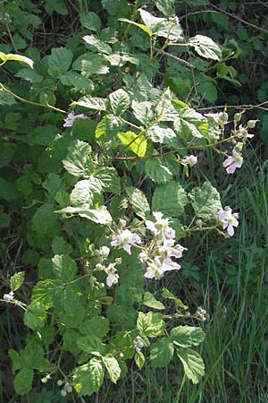 Rubus caesius \ Kratzbeere / Dewberry, D Karlsruhe 7.5.2011