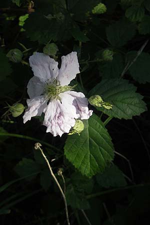 Rubus caesius / Dewberry, D Karlsruhe 7.5.2011