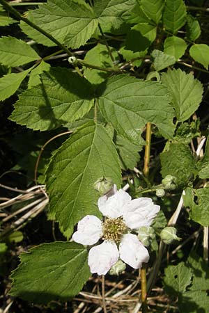 Rubus fruticosus agg. \ Brombeere / Bramble, Blackberry, D Graben-Neudorf 9.5.2011