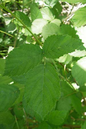 Rubus fruticosus agg. \ Brombeere, D Graben-Neudorf 9.5.2011