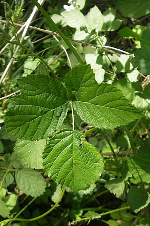 Rubus fruticosus agg. / Bramble, Blackberry, D Graben-Neudorf 9.5.2011