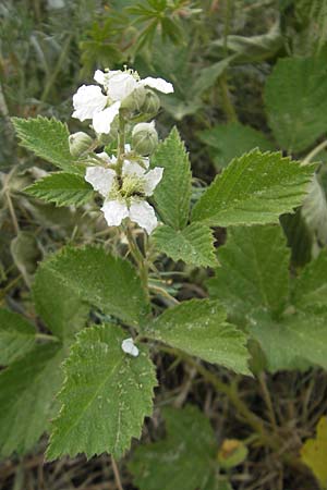 Rubus caesius \ Kratzbeere / Dewberry, D Hemsbach 11.5.2011