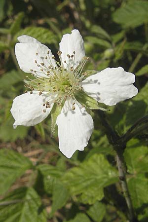 Rubus caesius \ Kratzbeere / Dewberry, D Bruchsal 13.5.2011