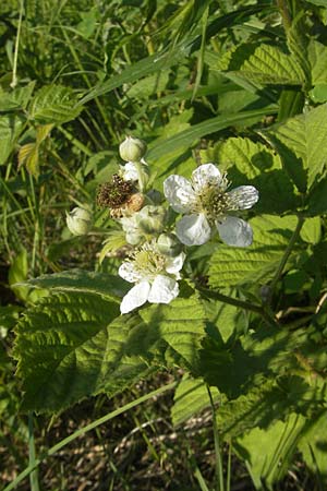 Rubus caesius / Dewberry, D Rauenberg 18.5.2011