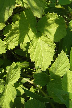 Rubus caesius \ Kratzbeere / Dewberry, D Rauenberg 18.5.2011