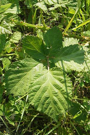 Rubus spec3 ? \ Haselblatt-Brombeere / Bramble, D Rauenberg 18.5.2011