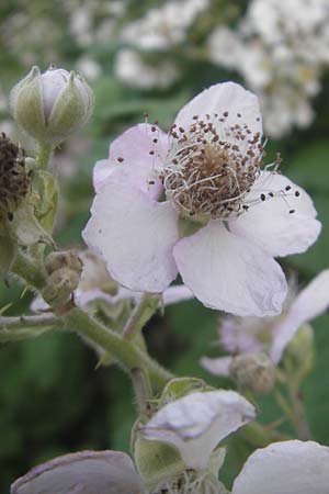 Rubus fruticosus agg. / Bramble, Blackberry, D Karlsruhe 20.5.2011