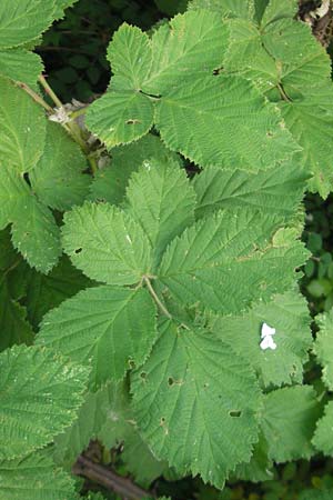 Rubus fruticosus agg. \ Brombeere, D Karlsruhe 20.5.2011