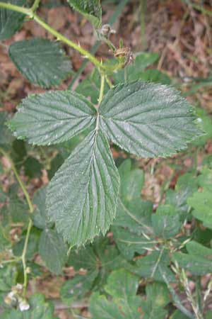 Rubus caesius \ Kratzbeere / Dewberry, D Viernheim 27.5.2011