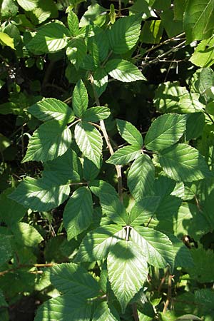 Rubus montanus \ Mittelgebirgs-Brombeere / Mountain Bramble, D Kehl 9.7.2011