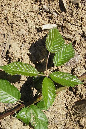 Rubus fruticosus agg. \ Brombeere, D Sinsheim 16.7.2011