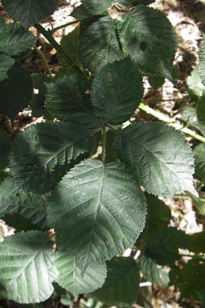 Rubus armeniacus \ Garten-Brombeere, Armenische Brombeere / Armenian Blackberry, Himalayan Blackberry, D Mannheim 10.9.2011