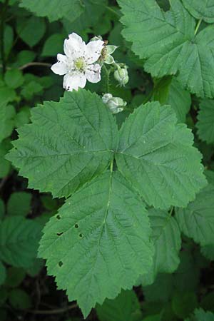 Rubus fruticosus agg. \ Brombeere / Bramble, Blackberry, D Weinheim an der Bergstraße 11.5.2012