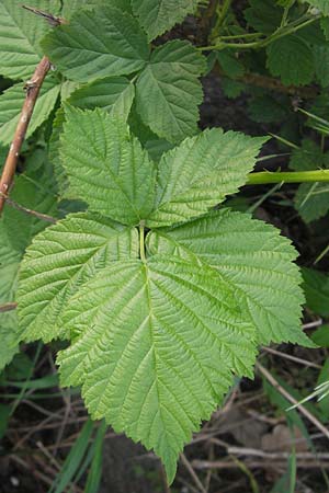 Rubus fruticosus agg. \ Brombeere / Bramble, Blackberry, D Weinheim an der Bergstraße 11.5.2012