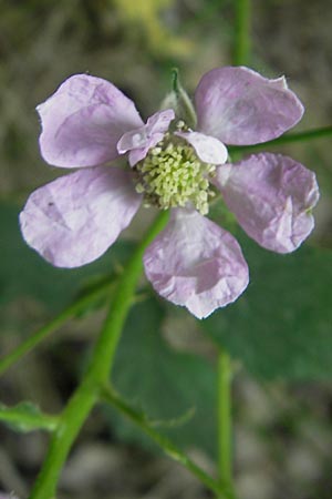 Rubus corylifolius agg. \ Haselblatt-Brombeere / Hazel-Leaved Bramble, D Fulda 30.5.2012