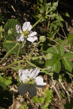 Rubus corylifolius agg. \ Haselblatt-Brombeere / Hazel-Leaved Bramble, D Blankenau bei/near Fulda 30.5.2012