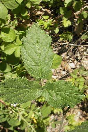 Rubus corylifolius agg. \ Haselblatt-Brombeere / Hazel-Leaved Bramble, D Blankenau bei/near Fulda 30.5.2012