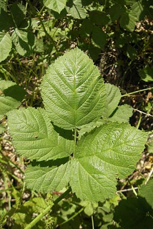 Rubus corylifolius agg. \ Haselblatt-Brombeere / Hazel-Leaved Bramble, D Blankenau bei/near Fulda 30.5.2012