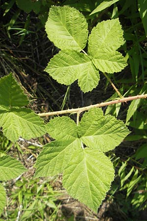 Rubus fruticosus agg. / Bramble, Blackberry, D Zeutern 23.6.2012