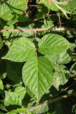 Rubus fruticosus agg. / Bramble, Blackberry, D Black-Forest, Reichental 7.7.2012