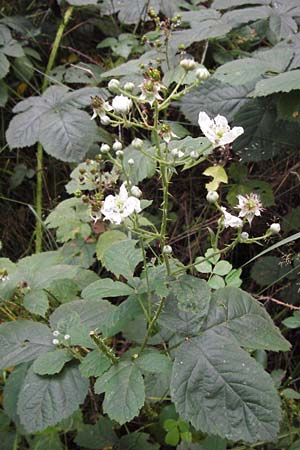 Rubus fruticosus agg. \ Brombeere, D Frankfurt-Louisa 14.7.2012