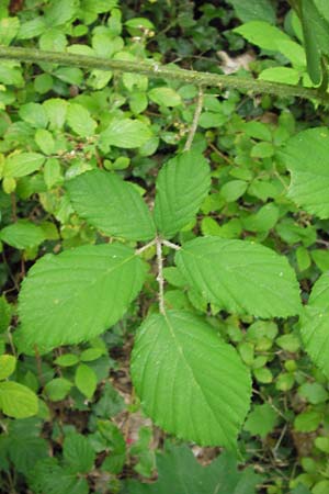 Rubus fruticosus agg. \ Brombeere / Bramble, Blackberry, D Mannheim 18.7.2012